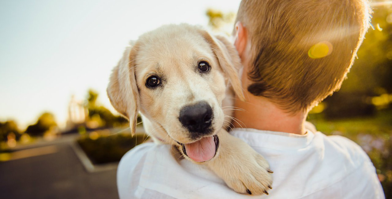 Iniziativa "Adotta un cane 2024"